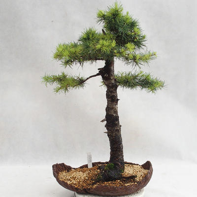 Vonkajší bonsai -Larix decidua - Smrekovec opadavý VB2019-26710 - 1