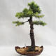 Vonkajší bonsai -Larix decidua - Smrekovec opadavý VB2019-26710 - 1/5