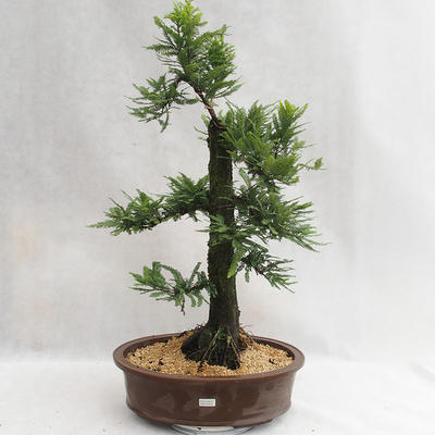 Vonkajšie bonsai - Metasequoia glyptostroboides - Metasekvoja Čínska malolistá VB2019-26711 - 1