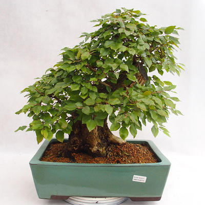 Vonkajšie bonsai - Hrab kórejsky - Carpinus carpinoides VB2019-26715 - 1