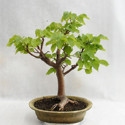 Vonkajšie bonsai - Lipa malolistá - Tilia cordata 404-VB2019-26717 - 1