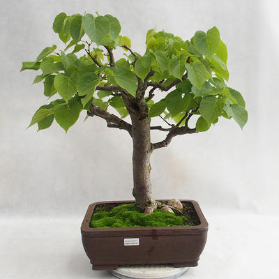 Vonkajšie bonsai - Lipa malolistá - Tilia cordata 404-VB2019-26718 - 1