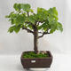 Vonkajšie bonsai - Lipa malolistá - Tilia cordata 404-VB2019-26718 - 1/5