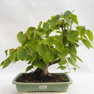Vonkajšie bonsai - Lipa malolistá - Tilia cordata 404-VB2019-26719 - 1