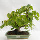 Vonkajšie bonsai - Lipa malolistá - Tilia cordata 404-VB2019-26719 - 1/5