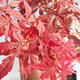 Vonkajšie bonsai - Acer palm. Atropurpureum-Javor dlaňolistý červený 408-VB2019-26722 - 1/2