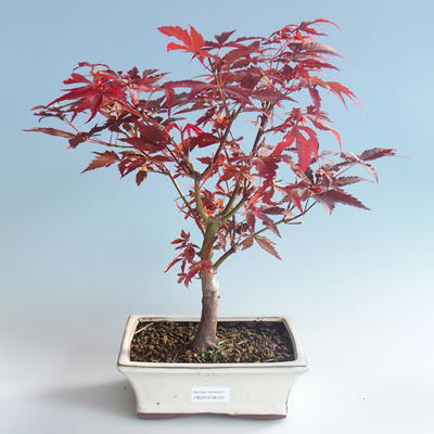 Vonkajšie bonsai - Acer palm. Atropurpureum-Javor dlaňolistý červený 408-VB2019-26727 - 1