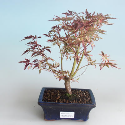 Vonkajší bonsai -Javor dlaňovitolistý Acer palmatum Butterfly 408-VB2019-26729 - 1