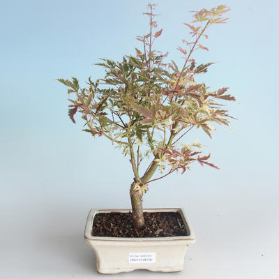 Vonkajší bonsai -Javor dlaňovitolistý Acer palmatum Butterfly 408-VB2019-26730 - 1