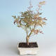 Vonkajší bonsai -Javor dlaňovitolistý Acer palmatum Butterfly 408-VB2019-26730 - 1/2