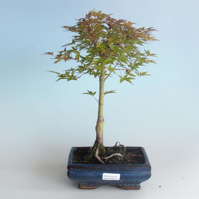 Vonkajšie bonsai - Acer palmatum Beni Tsucasa - Javor dlaňolistý 408-VB2019-26731 - 1