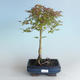 Vonkajšie bonsai - Acer palmatum Beni Tsucasa - Javor dlaňolistý 408-VB2019-26731 - 1/4