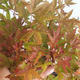 Vonkajšie bonsai - Acer palmatum Beni Tsucasa - Javor dlaňolistý 408-VB2019-26736 - 1/4