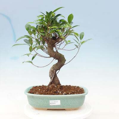 Izbová bonsai - Ficus kimmen - malolistá fikus