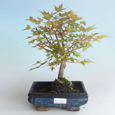 Vonkajšie bonsai - Acer palmatum Beni Tsucasa - Javor dlaňolistý 408-VB2019-26732 - 1