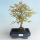 Vonkajšie bonsai - Acer palmatum Beni Tsucasa - Javor dlaňolistý 408-VB2019-26732 - 1/4