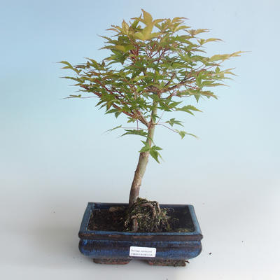 Vonkajšie bonsai - Acer palmatum Beni Tsucasa - Javor dlaňolistý 408-VB2019-26733 - 1