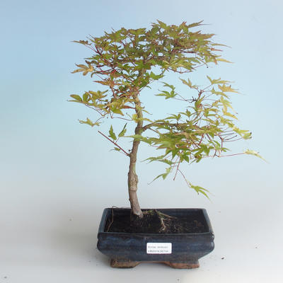 Vonkajšie bonsai - Acer palmatum Beni Tsucasa - Javor dlaňolistý 408-VB2019-26734 - 1