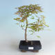 Vonkajšie bonsai - Acer palmatum Beni Tsucasa - Javor dlaňolistý 408-VB2019-26734 - 1/4