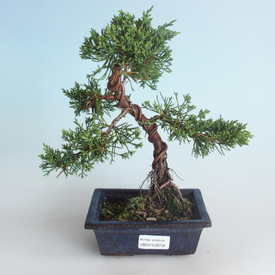 Vonkajšie bonsai - Juniperus chinensis -Jalovec čínsky 408-VB2019-26738