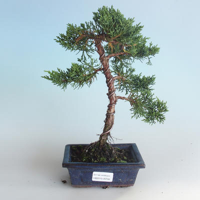 Vonkajšie bonsai - Juniperus chinensis -Jalovec čínsky 408-VB2019-26740