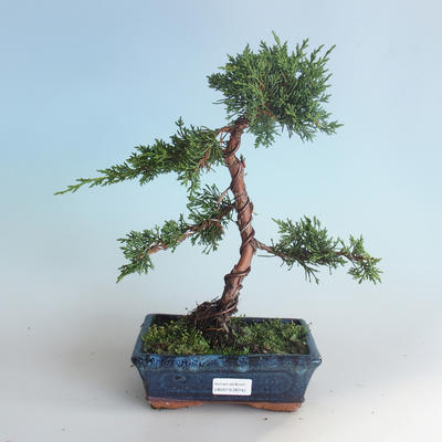Vonkajšie bonsai - Juniperus chinensis -Jalovec čínsky 408-VB2019-26742