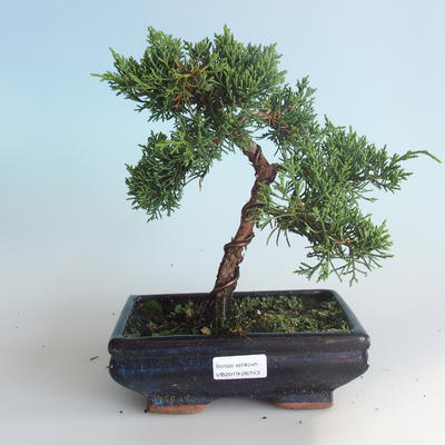 Vonkajšie bonsai - Juniperus chinensis -Jalovec čínsky 408-VB2019-26743
