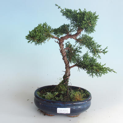 Vonkajšie bonsai - Juniperus chinensis -Jalovec čínsky 408-VB2019-26744