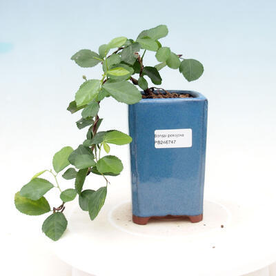 Izbová bonsai - Grewia occidentalis - Hviezdica levanduľová - 1