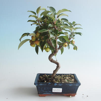Vonkajšie bonsai - Malus halliana - Maloplodé jabloň 408-VB2019-26749 - 1