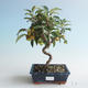 Vonkajšie bonsai - Malus halliana - Maloplodé jabloň 408-VB2019-26749 - 1/4