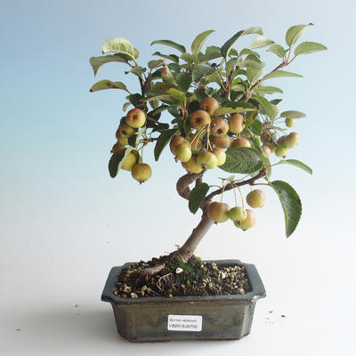 Vonkajšie bonsai - Malus halliana - Maloplodé jabloň 408-VB2019-26750 - 1