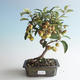Vonkajšie bonsai - Malus halliana - Maloplodé jabloň 408-VB2019-26750 - 1/4