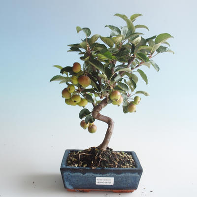 Vonkajšie bonsai - Malus halliana - Maloplodé jabloň 408-VB2019-26751 - 1