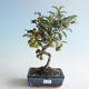 Vonkajšie bonsai - Malus halliana - Maloplodé jabloň 408-VB2019-26751 - 1/4