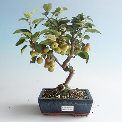 Vonkajšie bonsai - Malus halliana - Maloplodé jabloň 408-VB2019-26752 - 1