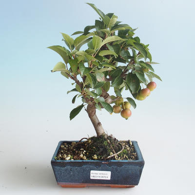Vonkajšie bonsai - Malus halliana - Maloplodé jabloň 408-VB2019-26753 - 1