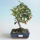 Vonkajšie bonsai - Malus halliana - Maloplodé jabloň 408-VB2019-26753 - 1/4