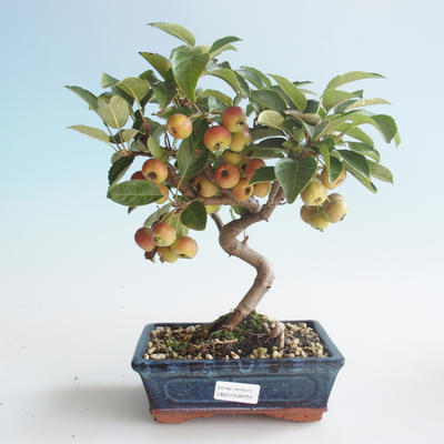 Vonkajšie bonsai - Malus halliana - Maloplodé jabloň 408-VB2019-26754 - 1