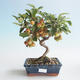 Vonkajšie bonsai - Malus halliana - Maloplodé jabloň 408-VB2019-26754 - 1/4