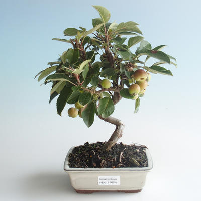 Vonkajšie bonsai - Malus halliana - Maloplodé jabloň 408-VB2019-26755 - 1