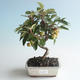 Vonkajšie bonsai - Malus halliana - Maloplodé jabloň 408-VB2019-26755 - 1/4
