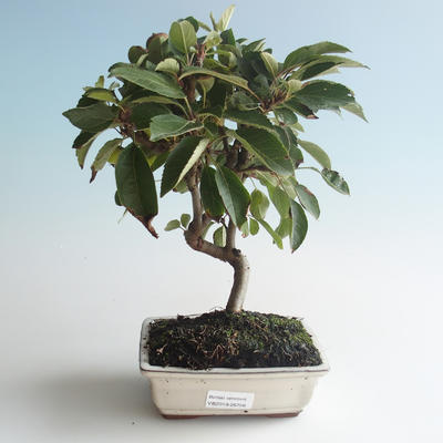 Vonkajšie bonsai - Malus halliana - Maloplodé jabloň 408-VB2019-26756 - 1