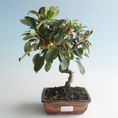Vonkajšie bonsai - Malus halliana - Maloplodé jabloň 408-VB2019-26757 - 1