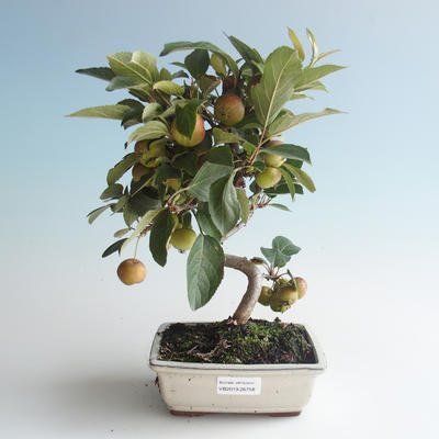 Vonkajšie bonsai - Malus halliana - Maloplodé jabloň 408-VB2019-26758 - 1