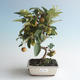 Vonkajšie bonsai - Malus halliana - Maloplodé jabloň 408-VB2019-26758 - 1/4