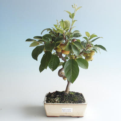 Vonkajšie bonsai - Malus halliana - Maloplodé jabloň 408-VB2019-26759 - 1