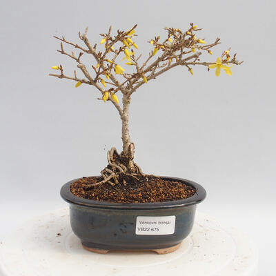 Vonkajší bonsai - Zlatice - Forsythia intermedia Week End - 1