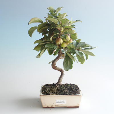 Vonkajšie bonsai - Malus halliana - Maloplodé jabloň 408-VB2019-26760 - 1