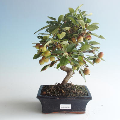Vonkajšie bonsai - Malus halliana - Maloplodé jabloň 408-VB2019-26765 - 1